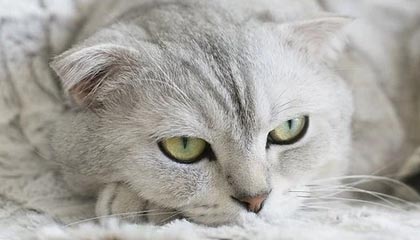 金年会体育有惊无险！郑钦文2-1凯斯勒进伦敦站8强，生涯首进草地巡回赛八强