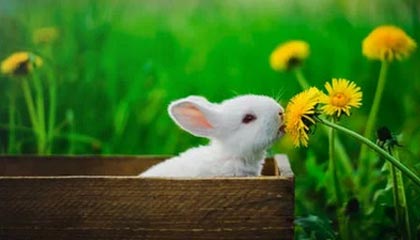 金年会金字招牌诚信至上🎮初生牛犊不怕虎！UUG全员就是操作惜败AG！AG 3-2 UUG